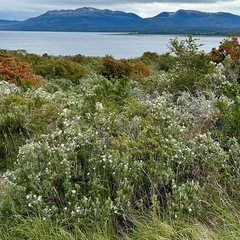 Chiliotrichum diffusum