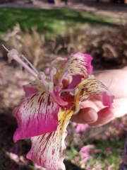 Ceiba pubiflora