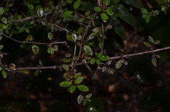 Coprosma colensoi