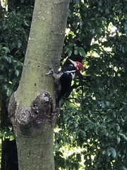 Campephilus melanoleucos