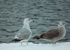 Larus argentatus