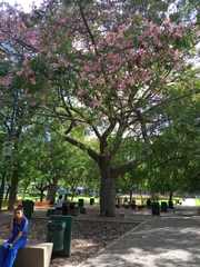 Ceiba pubiflora