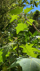 Leptostemonum