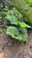 Gunnera tinctoria