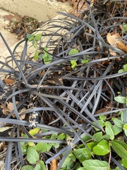 Ophiopogon