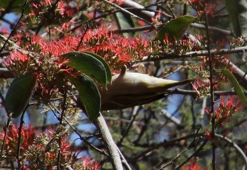 Image of Combretum microphyllum by (c) Tony Rebelo, some rights reserved (CC BY-SA)