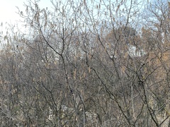 Betulaceae