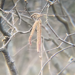 Betulaceae
