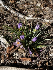 Crocus tommasinianus