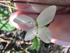 Viola vittata