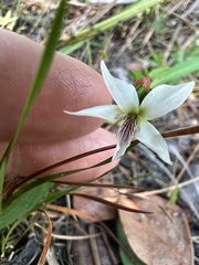 Viola vittata