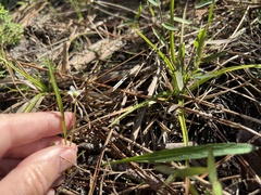 Viola vittata