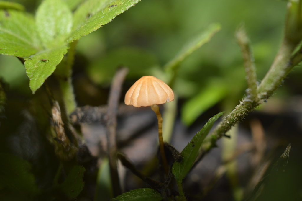 Marasmius siccus · February 2023 · photo: © evaristoso (iNaturalist, cc-by)