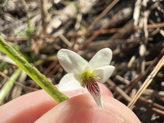 Viola vittata