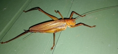 Ischnomela pulchripennis