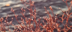 Limonium dictyophorum