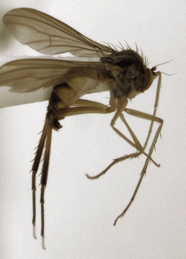 Sympycnus albinotatus