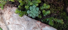 Sedum rubens