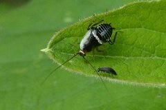 Planuncus tingitanus