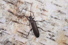 Calopus serraticornis