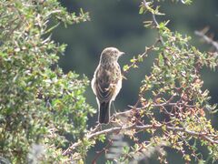 Hymenops perspicillatus