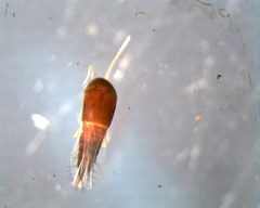 Tachyporinae