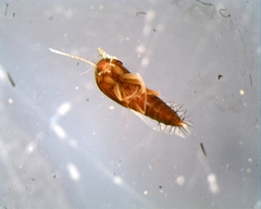 Tachyporinae