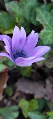 Anemone hortensis