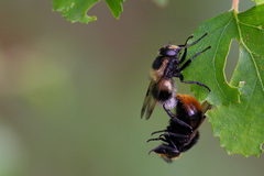 Volucella bombylans
