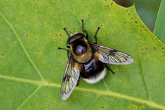 Volucella bombylans