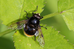 Volucella bombylans