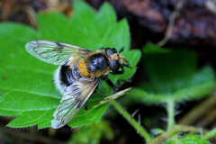 Volucella bombylans