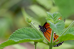 Danaus gilippus