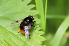 Volucella bombylans