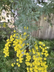 Acacia baileyana