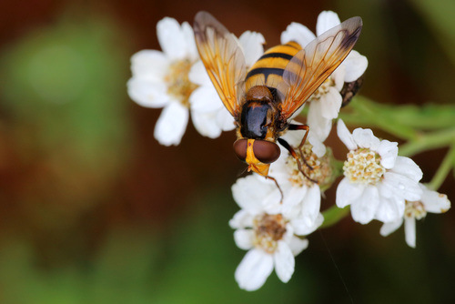 Volucella inanis nuotrauka