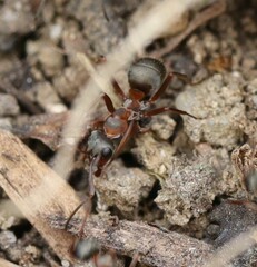 Formica rufibarbis