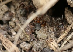 Formica rufibarbis