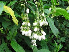 Chiococca alba