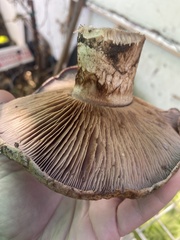 Cortinarius