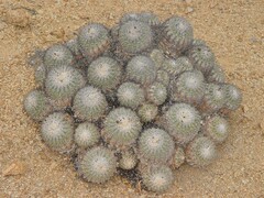Copiapoa cinerascens