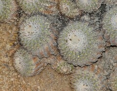 Copiapoa cinerascens