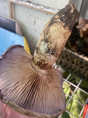 Cortinarius