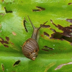 Simpulopsis