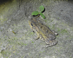 Rhinella icterica