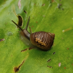 Simpulopsis