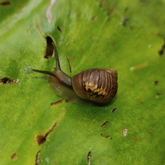 Simpulopsis