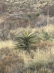 Yucca torreyi