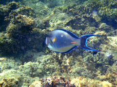 Acanthurus sohal
