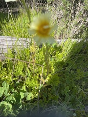 Glebionis coronaria
